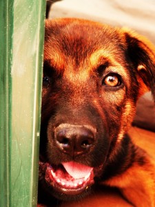 собака фото